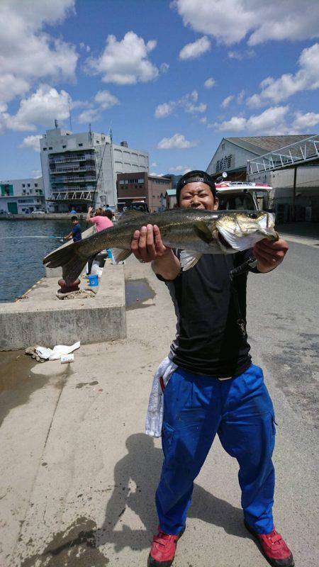 まったりサビキと泳がせで