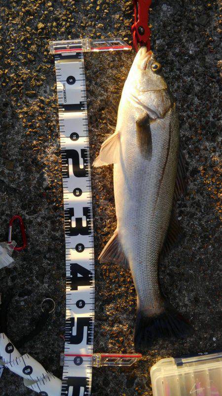 ブリチャレンジ