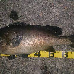 夕まずめから夜にかけて