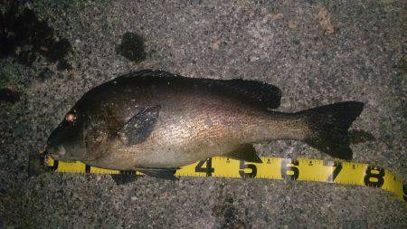 夕まずめから夜にかけて