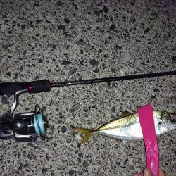 伊根でアジング