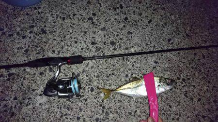 伊根でアジング