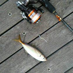 5日ぶりのアジング