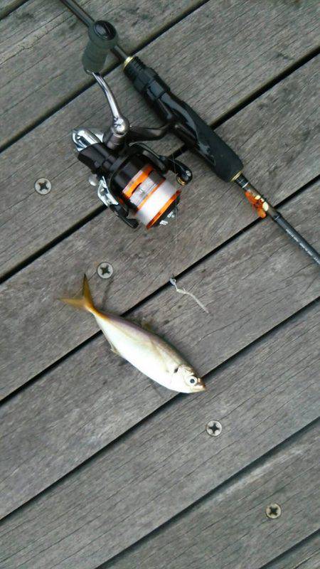 5日ぶりのアジング