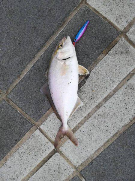 マリーナシティ釣果