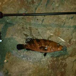 メバルとアコウ