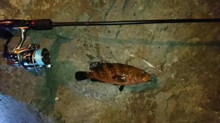 メバルとアコウ