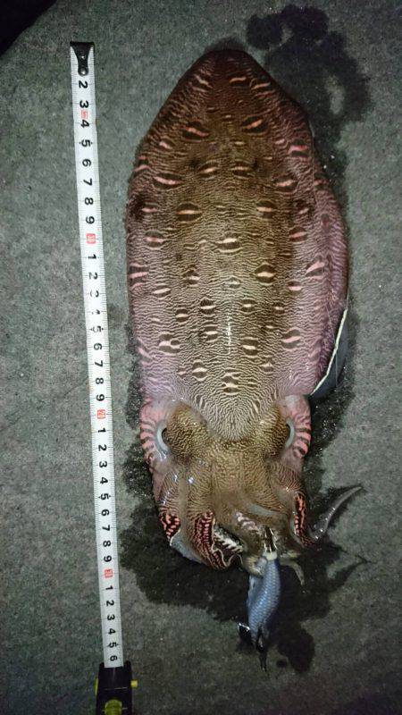 メバルとモンゴウイカ