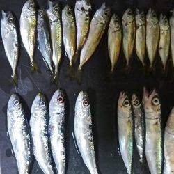 夕間づめのみの釣行