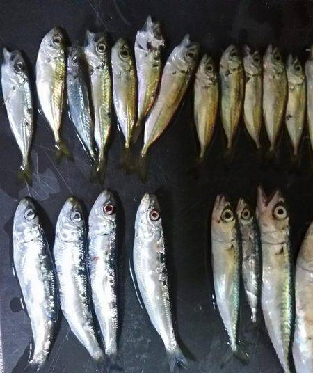 夕間づめのみの釣行