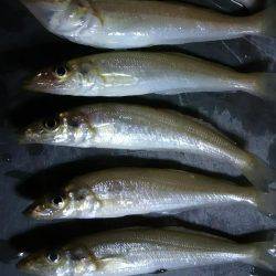 のんびりと投げ釣り