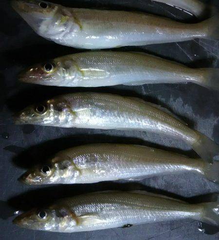 のんびりと投げ釣り