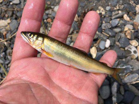 型はデカいが気難しい近江今津のコアユ