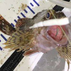 アジング修行でコメバリング