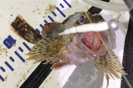 アジング修行でコメバリング