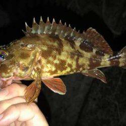 アジが見つからない・・・