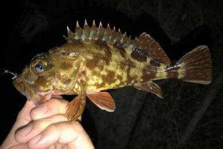 アジが見つからない・・・