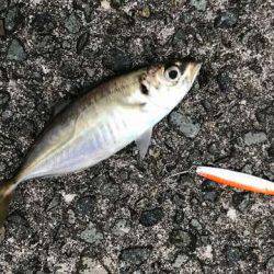 ん？ツバスは？