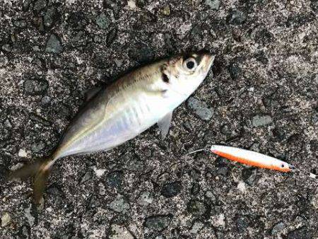 ん？ツバスは？