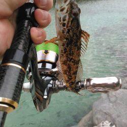 ガシラキジハタハゼ