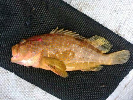 根魚＆イカメタル