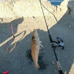 ちょい投げでキス