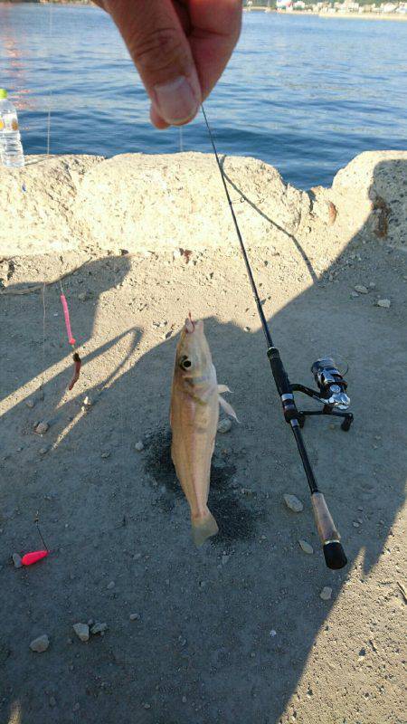 ちょい投げでキス