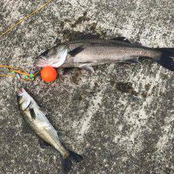 エビ撒きでスズキ!