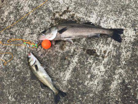 エビ撒きでスズキ!