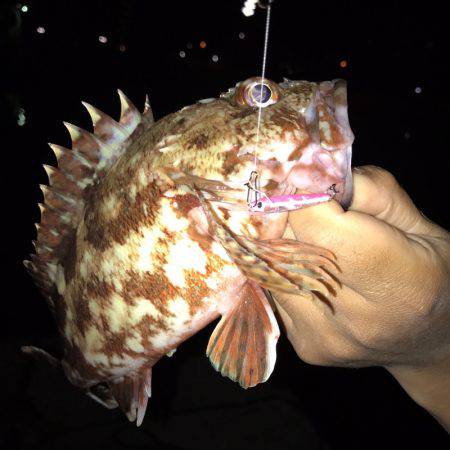 垂水漁港の主が釣れちゃいました(ﾟ∀ﾟ)
