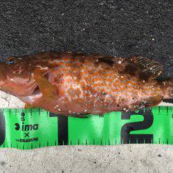 アコウジャスト30cm