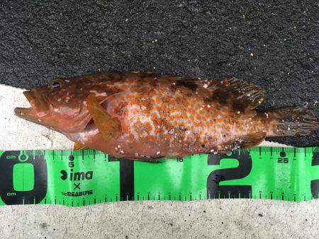 アコウジャスト30cm