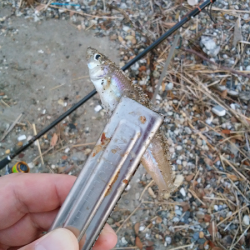 明石川河口サーフでチョイ投げのキス