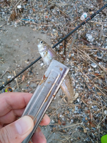 明石川河口サーフでチョイ投げのキス