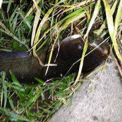 空いた時間で短時間の釣り