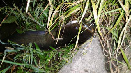 空いた時間で短時間の釣り