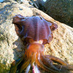 やっとキャッチ出来ました！