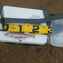 丹後サーフでチョイ投げ(小型が多かったなぁ～)