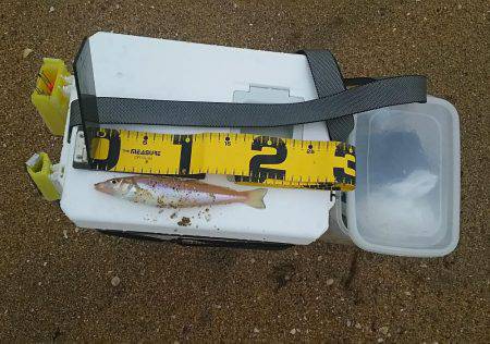 丹後サーフでチョイ投げ(小型が多かったなぁ～)