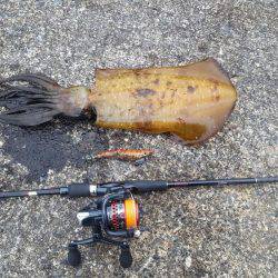 マーメイド浜エギング