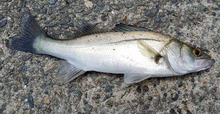 大荒れの中　第2段