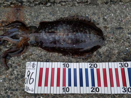 シーズン終盤戦