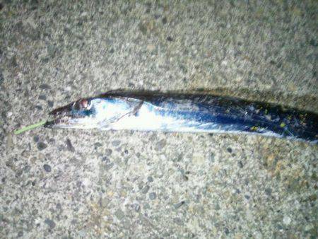 水軒でタチウオ