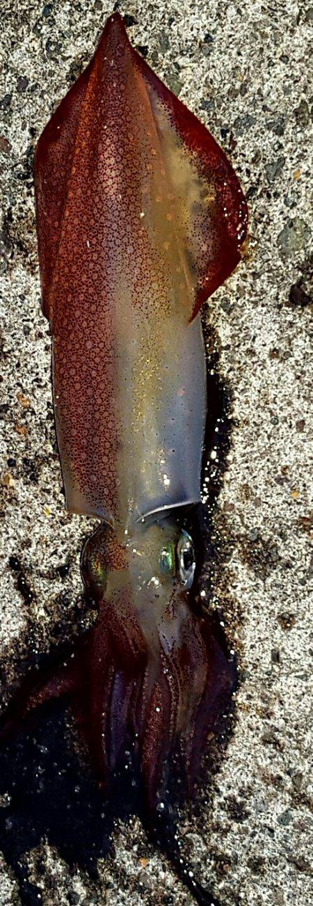 春アオリ釣れない