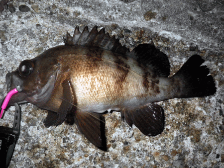 二見メバル(2017-4)