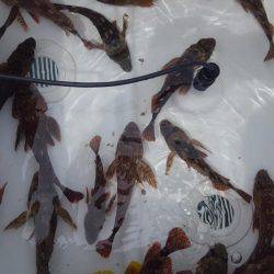 ボートエギング、ボートロック