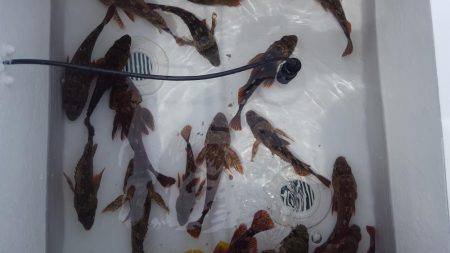 ボートエギング、ボートロック