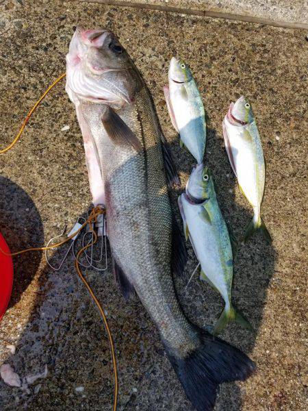 ショアジギ(;`ｰ´)o／￣￣~ (ω･ﾐ…