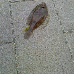 思わぬゲストにびっくり