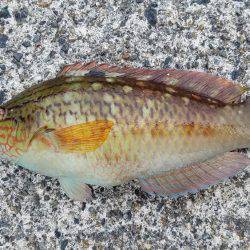 久しぶりの釣り